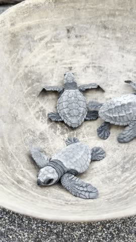 Newborn sea turtles move together just before being released into the ocean. Close-up wildlife footage symbolizing nature, conservation, new life and survival.
