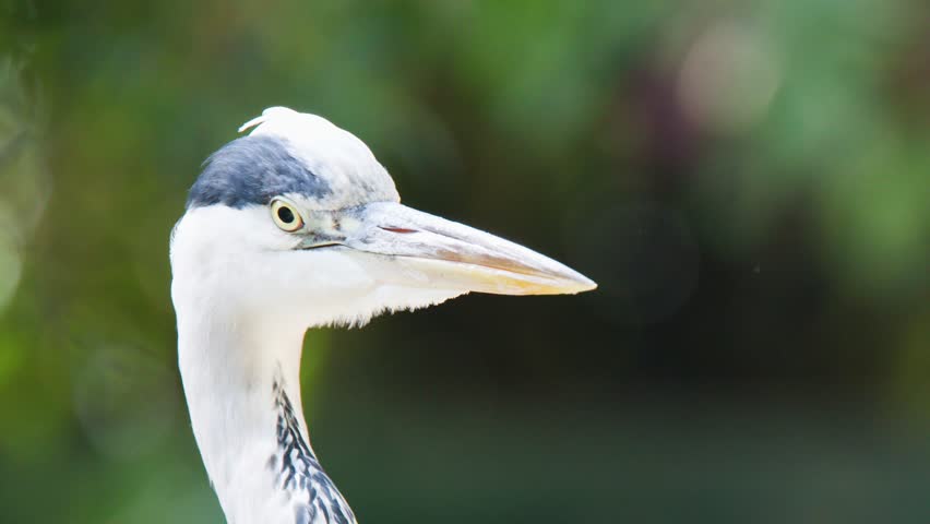 Grey heron stands alert, slowly turning head, sharp beak, soft daylight, blurred green background