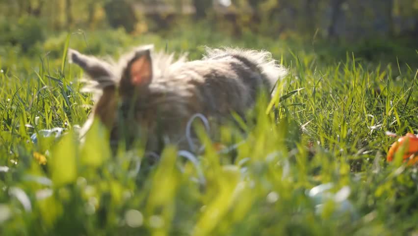 A cute brown rabbit enjoys a sunny day outdoors, hopping and exploring, capturing wildlife, nature, playful animals, and peaceful outdoor moments.