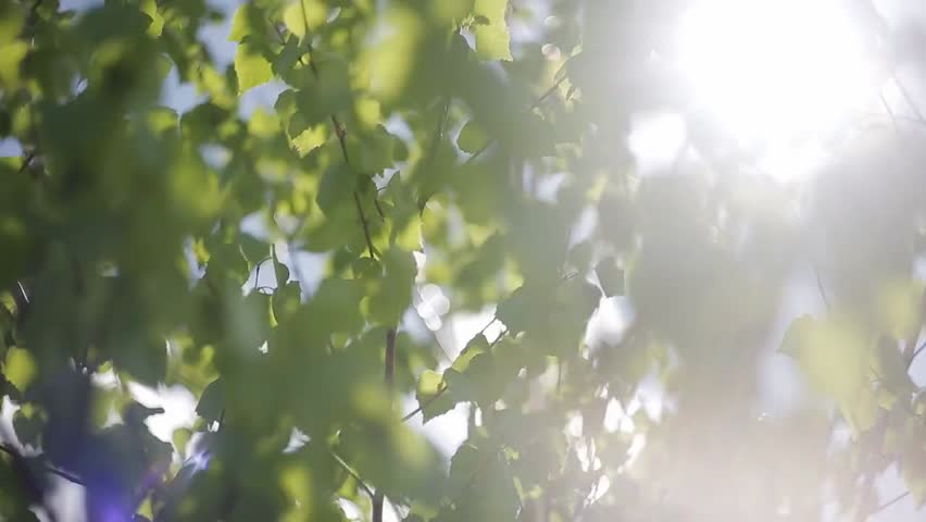 Close-up view of fresh spring birch branches with bright green leaves glowing in warm sunlight, capturing the beauty and gentle motion of nature in real time.