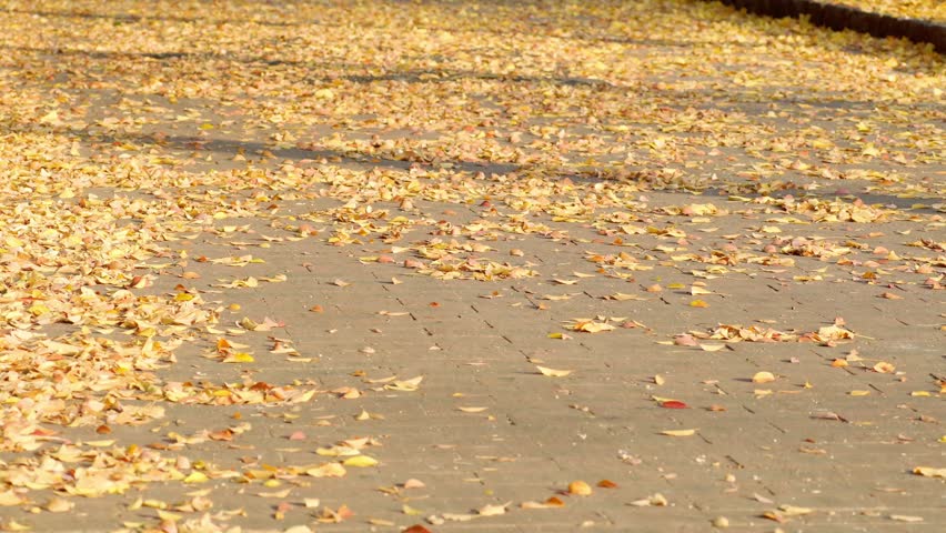 Leaves falling onto the sidewalk and Leaves blown by the wind, tumbling along. A late autumn scene.