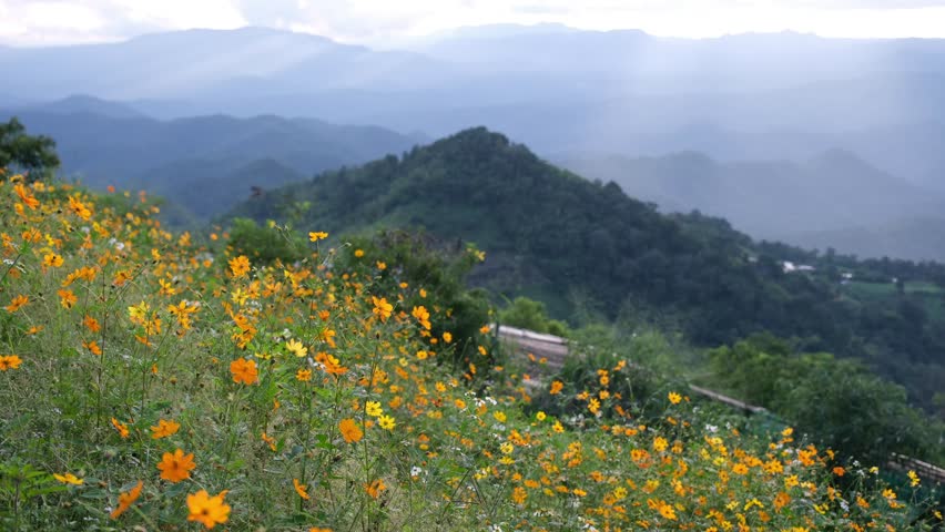 A small yellow cosmos flower garden and mountain views