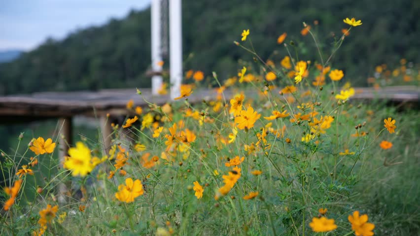 Blurred of a woman sitting on wooden swing with a small yellow cosmos flowers blowing in the wind