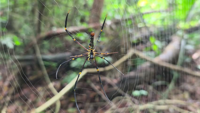 A large, black and yellow spider waits in its web for trapped prey. This predator