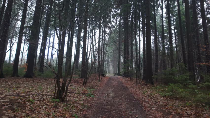 Forest trail wrapped in thick fog where the quiet trees and empty surroundings evoke deep mystery and unease