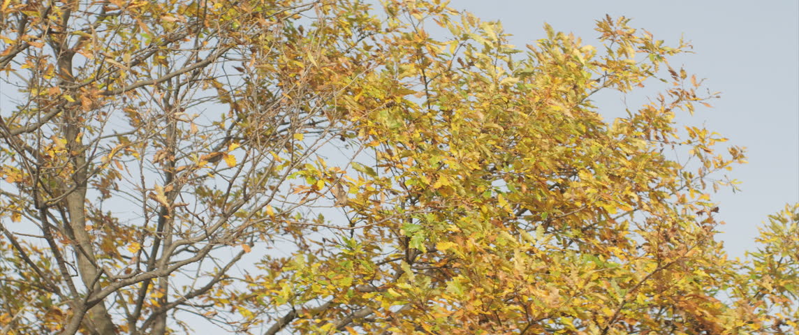 Oak tree leaves against blue sky 4K anamorphic footage