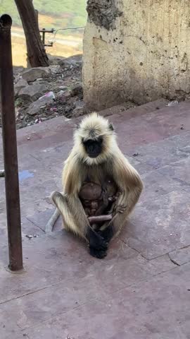 Close up shot of a mother langoor sitting and feeding her baby in her arms