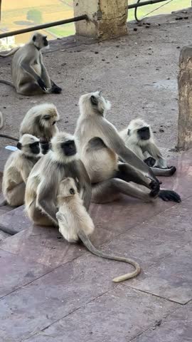 Close up shot of a mother langoor sitting with other langoors and feeding her baby langoor
