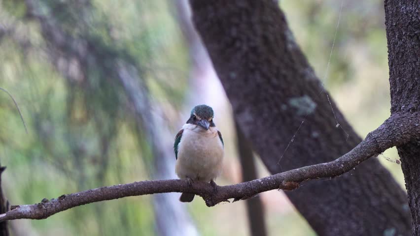 A sacred kingfisher perched on tree branch in its natural habitat, waiting patiently for prey, close up shot.