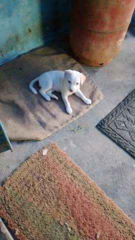The white puppy is looking up and down.