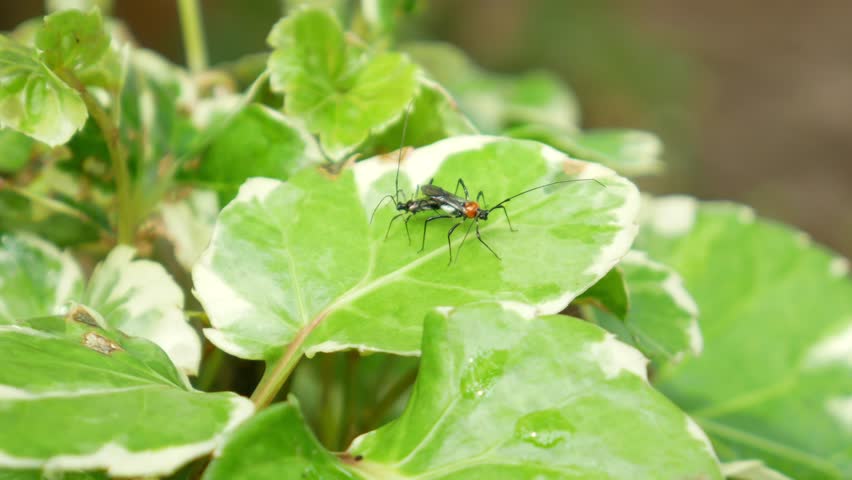 two milkweed assassin bugs (Zelus longipes). These insects are beneficial generalist predators commonly found in gardens and agricultural fields. 