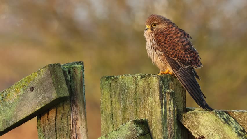 A hunting Kestrel, Falco tinnunculus, perching on a fence post in a meadow.