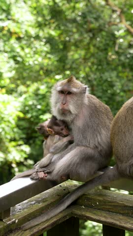 Macaque mother cradles and nurses twin infants on a jungle railing, Vertical shot Close up