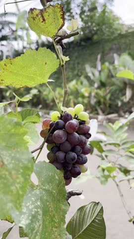 A bunch of grapes hanging on the tree
