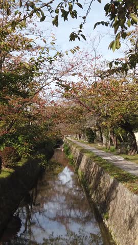 Vertical landscape of Philosopher's Path in Kyoto Ginkaku ji autumn neighborhood river, trees and morning skyline