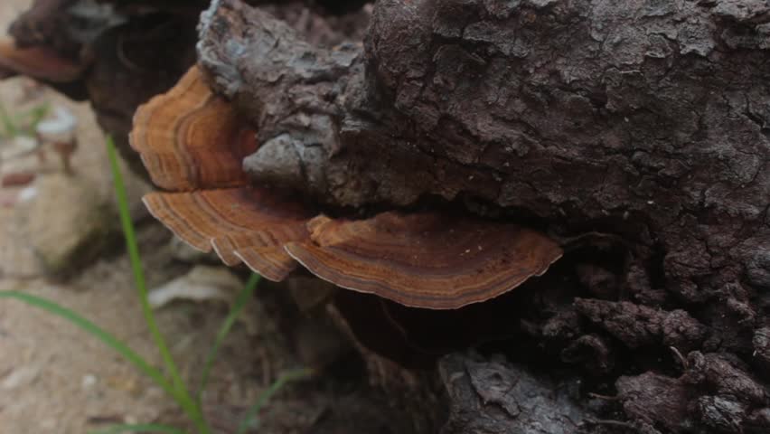 Bracket fungi growing on decaying tree trunk