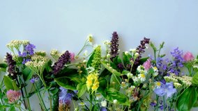 Various medicinal herbs on a white background. Selective focus. - Powered by Shutterstock - Get 15% off with code: PIKWIZARD15