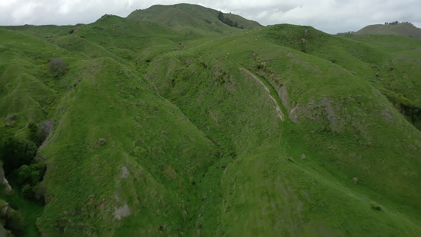Rugged green hills in New Zealand dotted with grazing sheep, aerial flyover.
