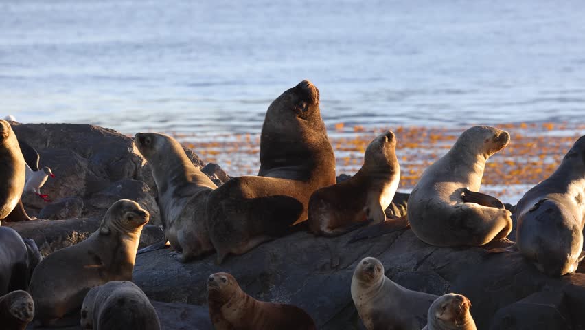 Colony of brown South American Sea Lions, Otaria flavescens, sunning on rocky haul-out site in the cold waters of Bridges Island, in Beagle Channel, Tierra del Fuego, Patagonia, Argentina, slow motion