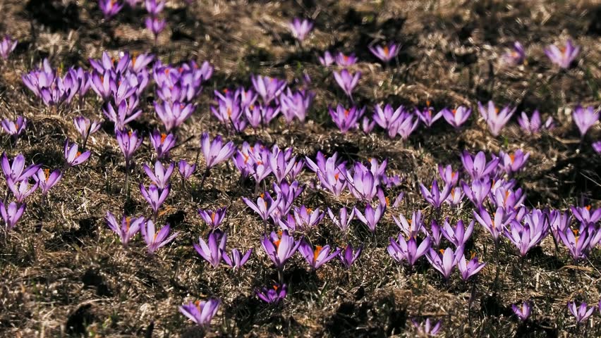 spring crocuses sway in the wind.  process of evaporation of moisture from the ground at elevated temperatures in spring.