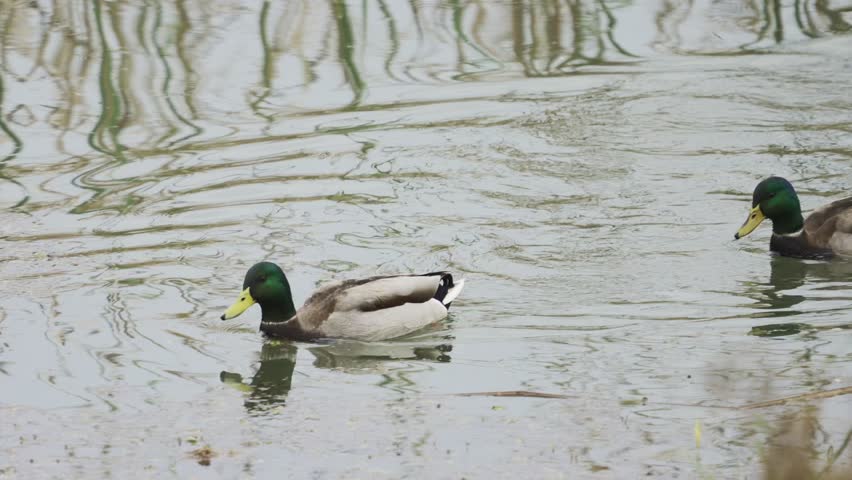 4K HDR: Two Male Mallards Foraging in Shallow, Plant-Covered Wetland