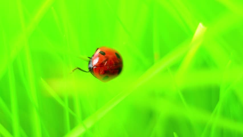 A red ladybug crawls upward through fresh green grass outdoors as it changes angle and shifts across blades creating a vivid macro view of natural insect movement in a bright daylight setting
