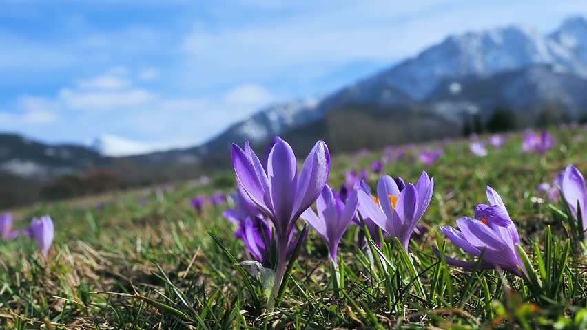 saffron in early spring against the backdrop of the Tatra Mountains