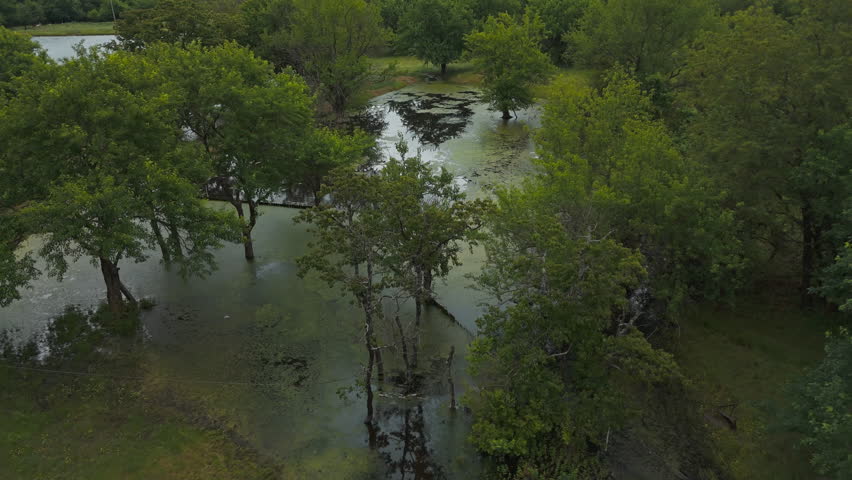 Swamp Forest With Floating Algae With Dense Trees Near Cherokee In Arkansas, United States. Aerial Drone Shot
