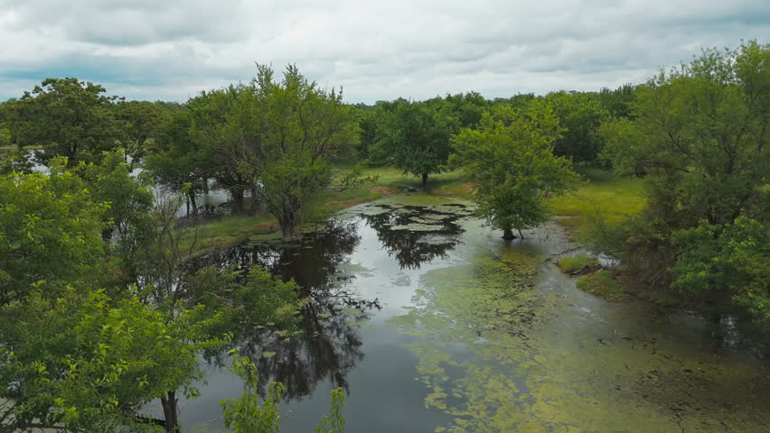Pond Covered With Algae In Swampy Forest Trees. Aerial Drone Shot