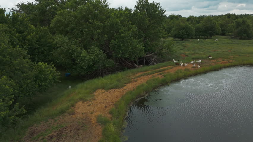 Goat Animals Resting Near Lake In The Pastureland With Dense Forest Trees. Aerial Drone Shot