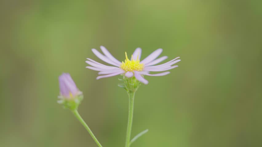 Two aster (Asteraceae) purple colored flowers on a green stem. One fully open and blooming. Green blurry background, Calm and peaceful summer nature scenery. Meadow plant. Forest flora. Macro close up