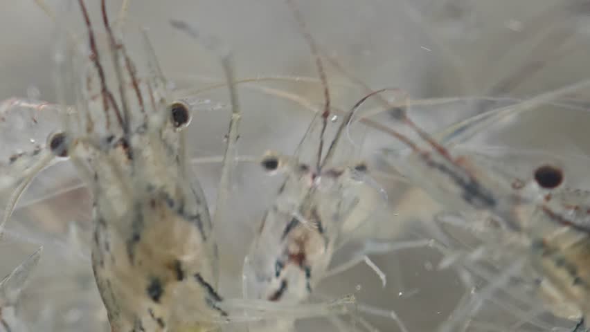 Shrimp in a farm pond.