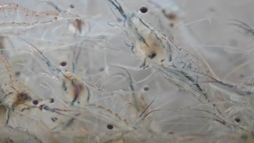Shrimp in a farm pond.