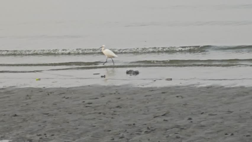 Egrets walk on the beach.