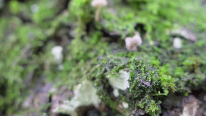 Slow motion video of a small white mushrooms growing on a tree trunk covered with green moss. Macro close up forest scenery. Peaceful relaxing shot in 50 fps. Outdoor small world. Moving shot scene.