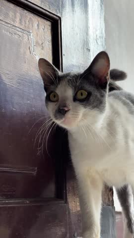 close up of a white and grey cat, walking forward