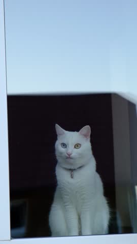 White turkish angora odd eye cat, looking away, on a black background. Van Cat. Different colors of the eyes. Heterochromia. Cat wearing a capsule collar tube for identification, key, pendant