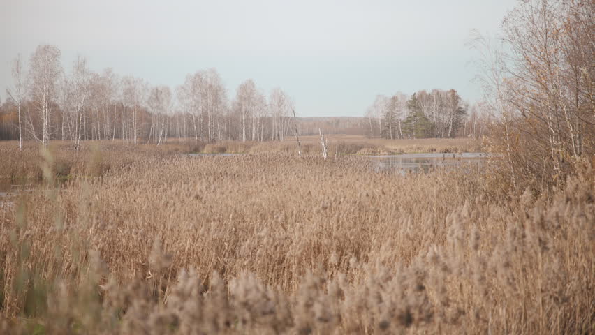 Gloomy Late Autumn Wetland Atmosphere, Serene Autumn Landscape Featuring Sparse Trees And Reflective Pond . Media
