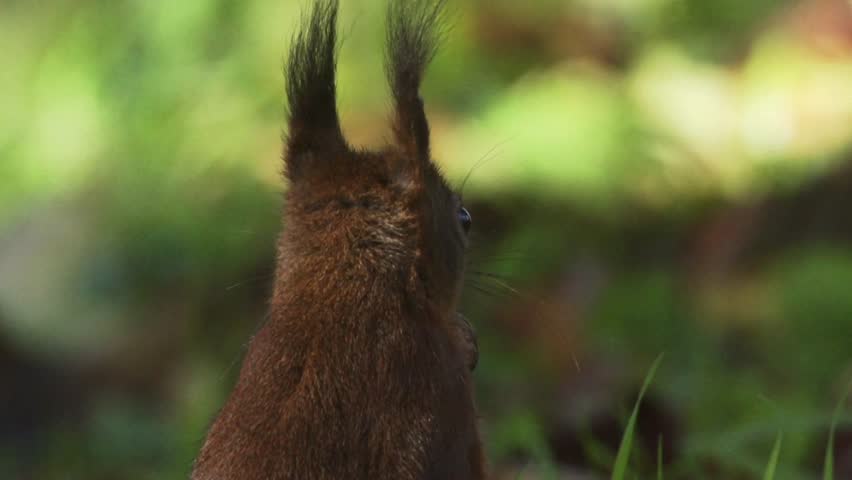 Slow-motion footage of a squirrel holding a nut in its mouth while pausing on the forest floor