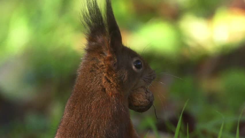 Slow-motion footage of a squirrel holding a nut in its mouth while pausing on the forest floor