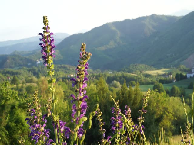 Italy Flowers landscape Dolomite Mountains 05750