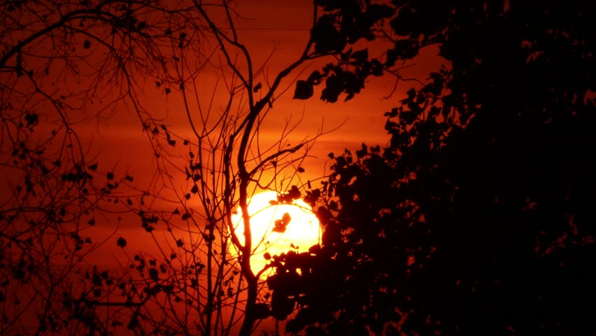 Intense sun flare through dark branches. Dramatic, vibrant red and orange sunlight behind the trees. 4K clips.
