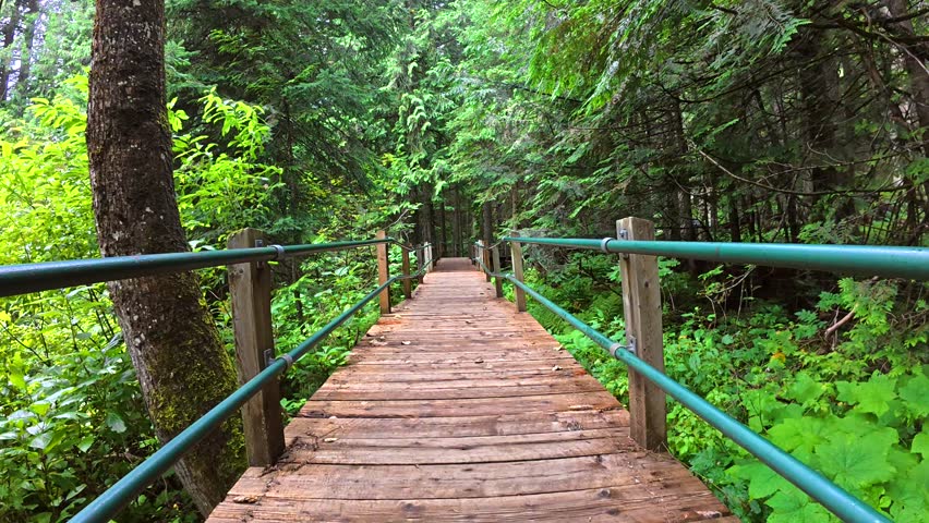 Green metal railings line a wooden walkway winding through a dense forest of towering cedar trees and vibrant green ferns in giant cedars boardwalk park, british columbia