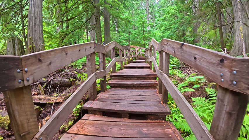 Wooden boardwalk winding through lush green foliage of ancient cedar trees, offering multiple scenic perspectives in giant cedars boardwalk park, british columbia, canada
