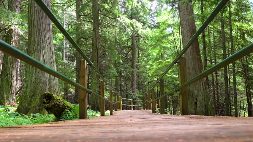 Elevated wooden walkway allows visitors to explore the forest floor and admire giant cedar trees at giant cedars boardwalk near revelstoke in british columbia, canada