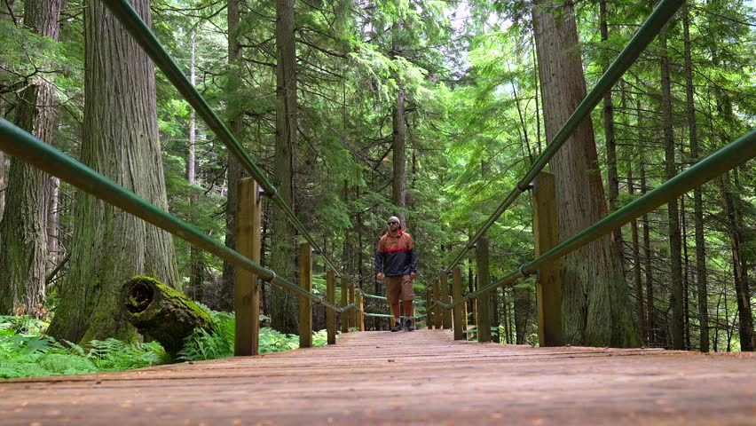 Tourist walks along an elevated wooden boardwalk, surrounded by lush green forest and towering cedar trees in giant cedars boardwalk near revelstoke, british columbia