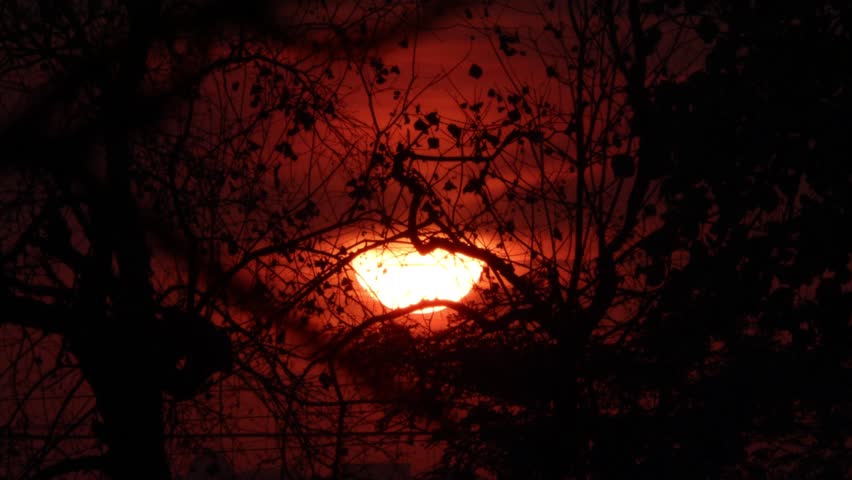 Golden sunset sun disk behind dark tree branches with a dramatic red sky, worm atmospheric mood.