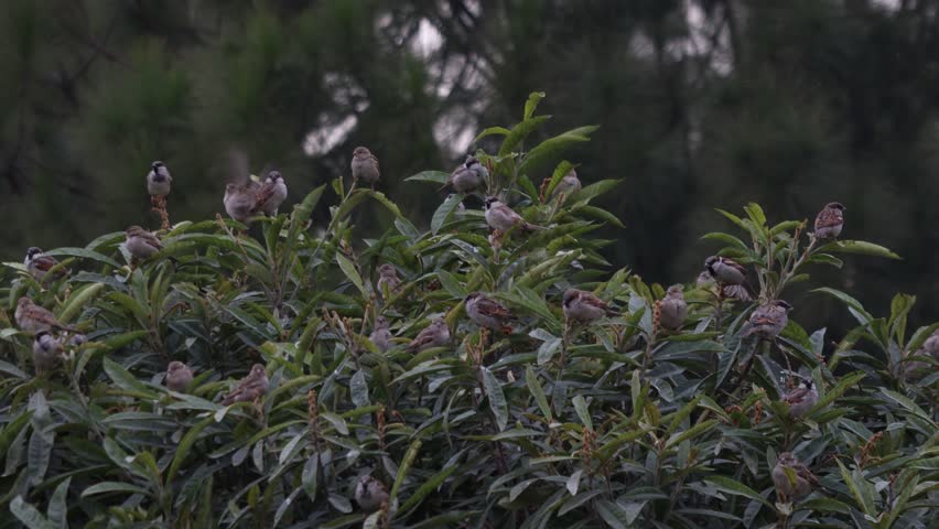 A flock of house sparrows resting on green foliage. Crisp 4K close up shot of sparrows in nature.