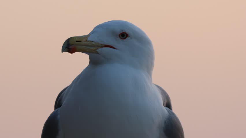 Yellow-legged gull in the foreground with the glow of the sunset in the background, Calpe, Spain