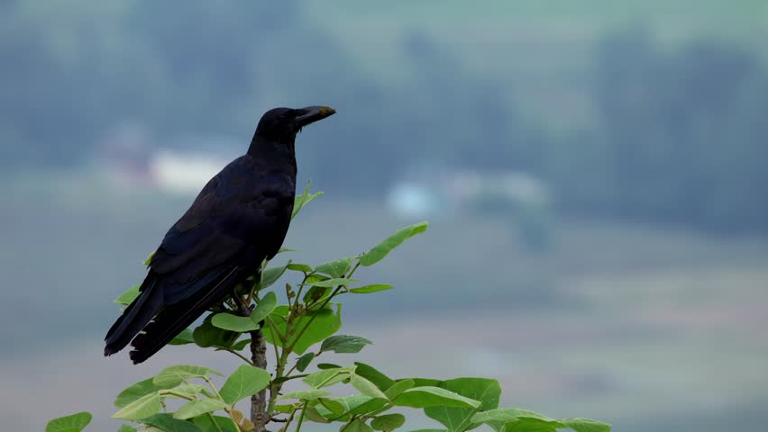 Large billed crow perched on tree branch. A closeup view of a large-billed crow (Corvus macrorhynchos) perched on a tree branch in the Himalayan forest of Himachal Pradesh during summer.